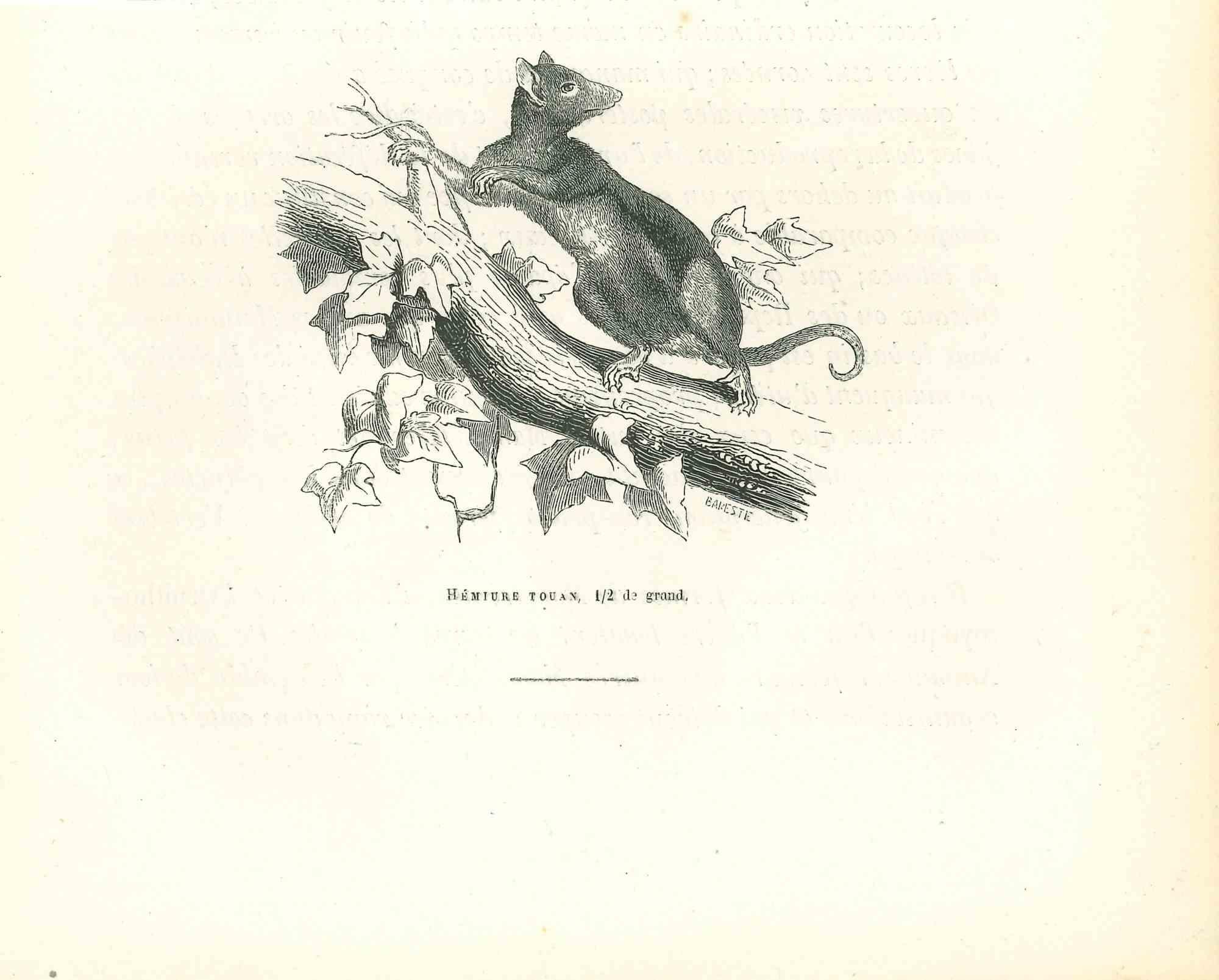 Tuan Hemiure ist eine Originallithografie auf elfenbeinfarbenem Papier, die von Paul Gervais (1816-1879) geschaffen wurde. Das Kunstwerk stammt aus der Serie "Les Trois Règnes de la Nature" und wurde 1854 veröffentlicht.

Gute Bedingungen.

Auf der