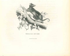 Hemiure Tuan - Lithographie originale de Paul Gervais - 1854