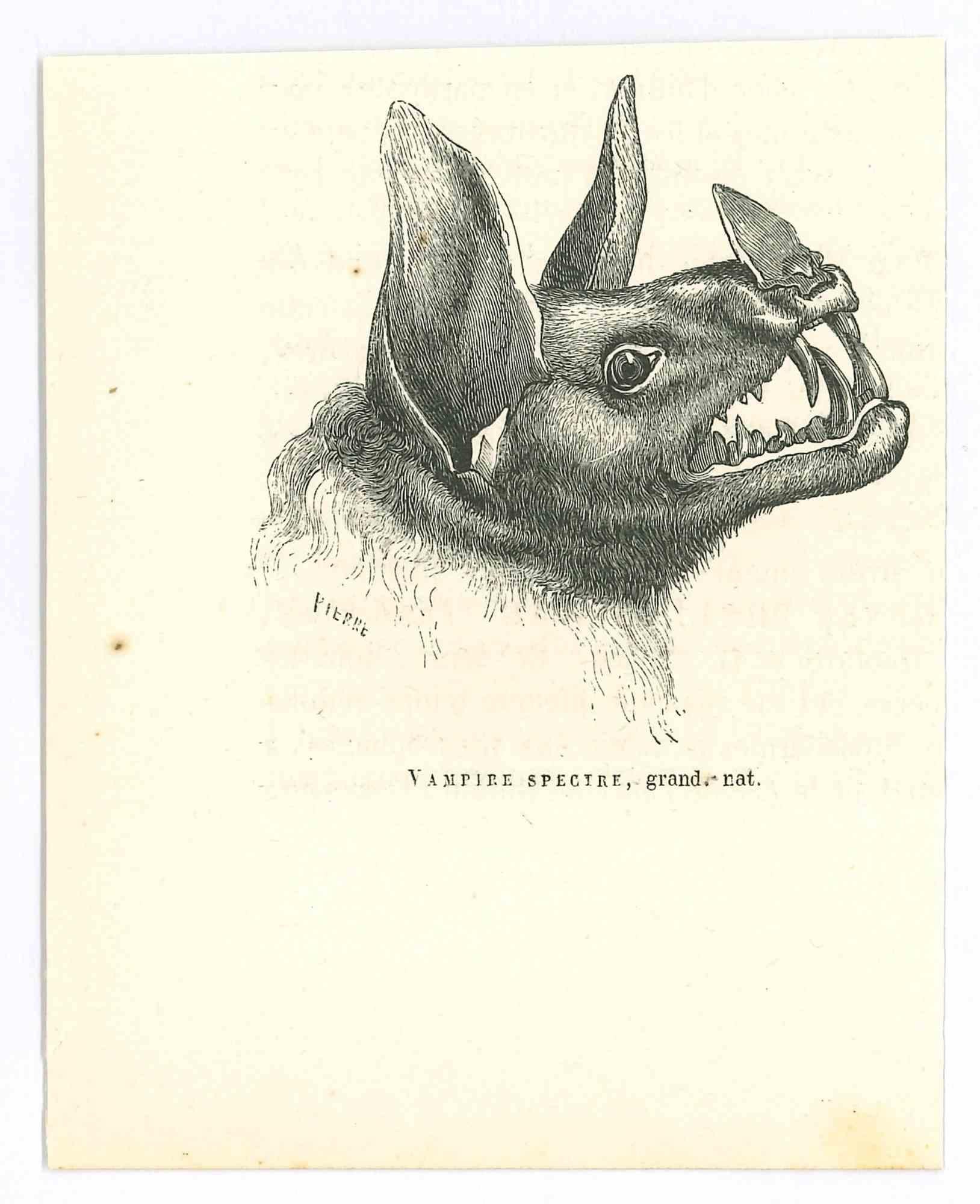 Vampire Spectre è una litografia originale su carta color avorio, realizzata da Paul Gervais (1816-1879). L'opera è tratta dalla serie "Les Trois Règnes de la Nature" ed è stata pubblicata nel 1854.

Buone condizioni.

Titolato in basso. Con le note