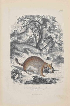 Viscacha - Original Lithograph by Paul Gervais - 1854