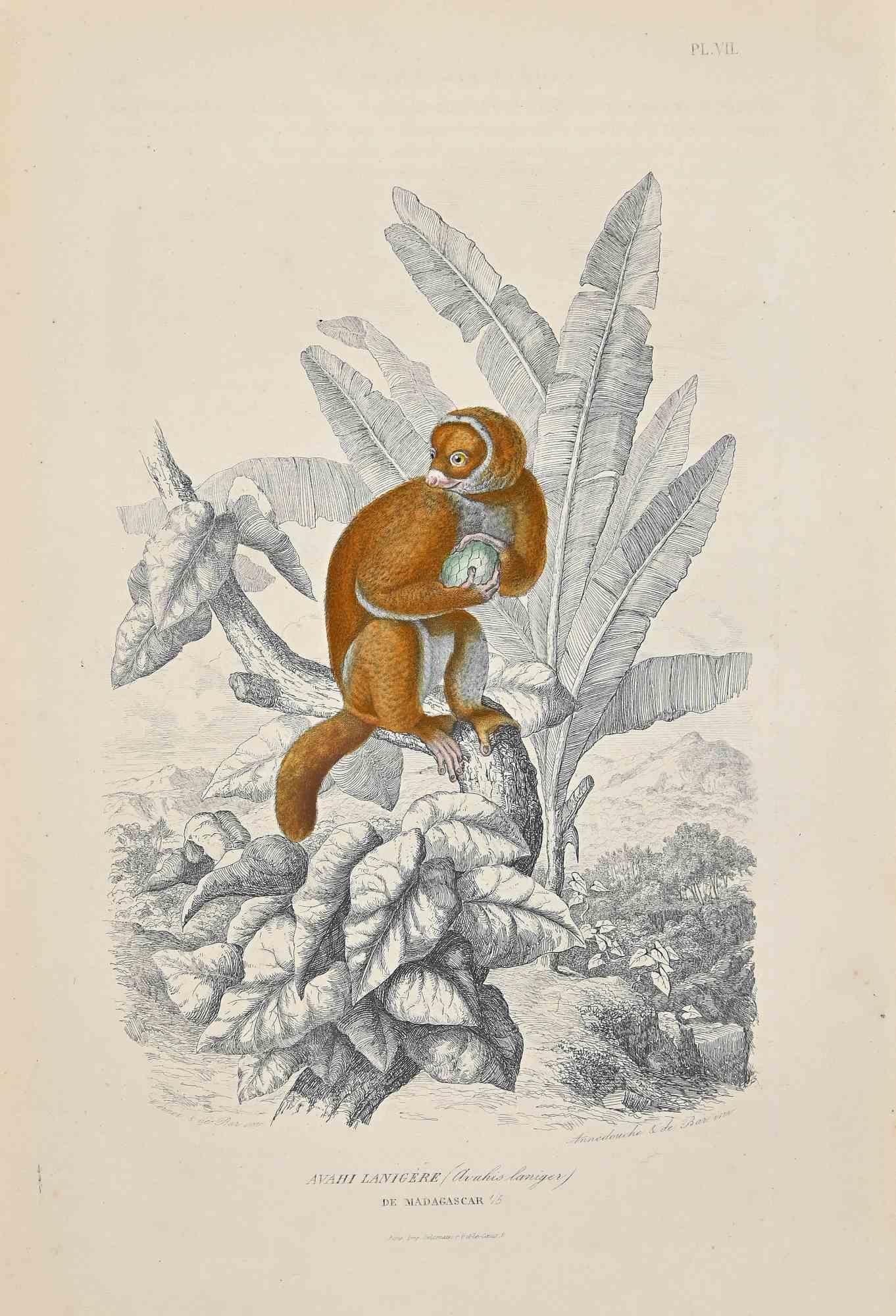 Woolly Indri est une lithographie originale sur papier couleur ivoire, réalisée par Paul Gervais (1816-1879). L'œuvre est tirée de la série "Les Trois Règnes de la Nature", et a été publiée en 1854.

Bon état, sauf pour quelques fixations.

Titré
