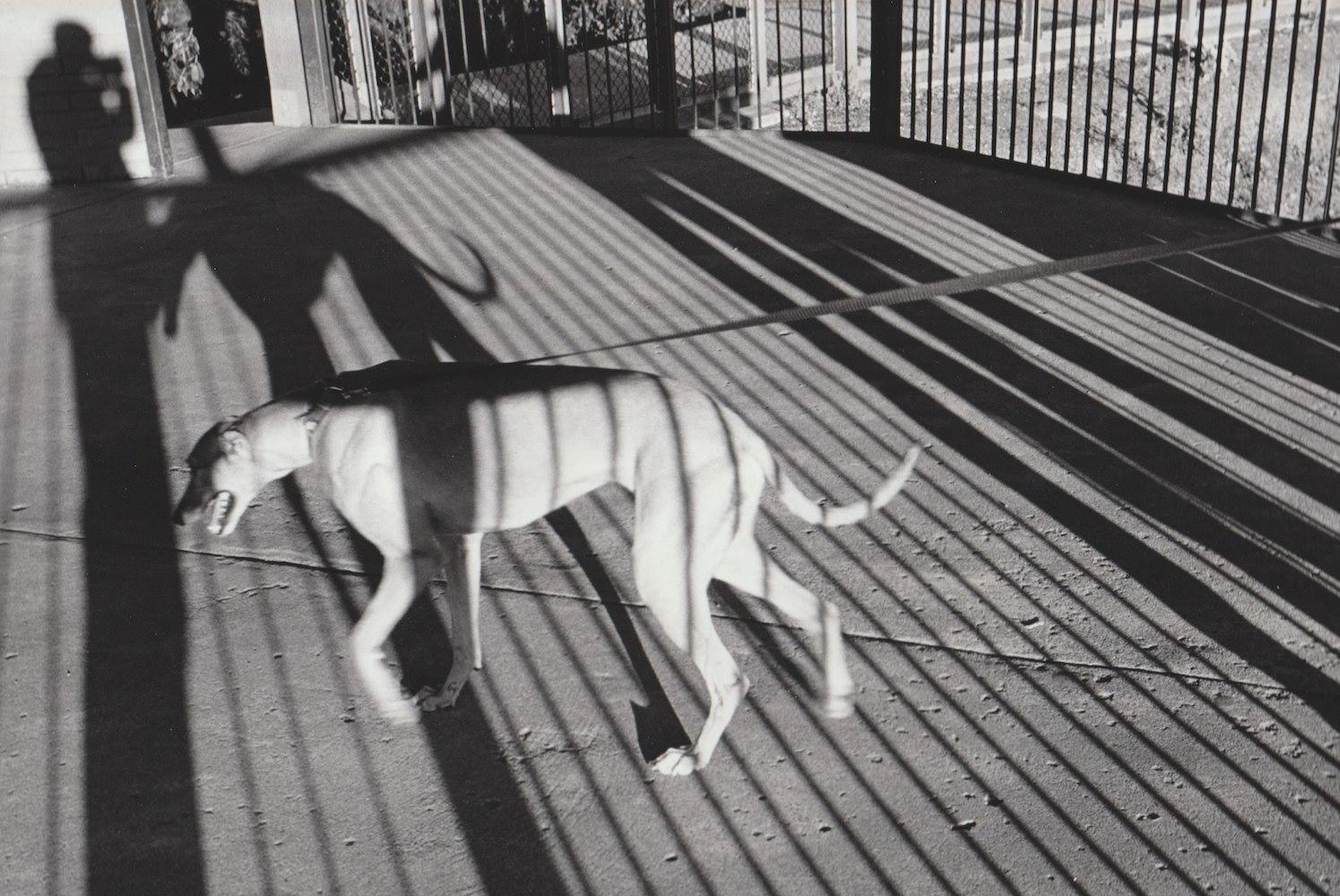 Paul Greenberg Portrait Photograph - Dog and Shadow