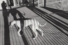 Retro Dog and Shadow