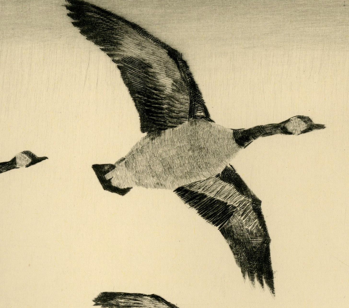 Canadian Geese in Flight - Print by Paul H. Winchell