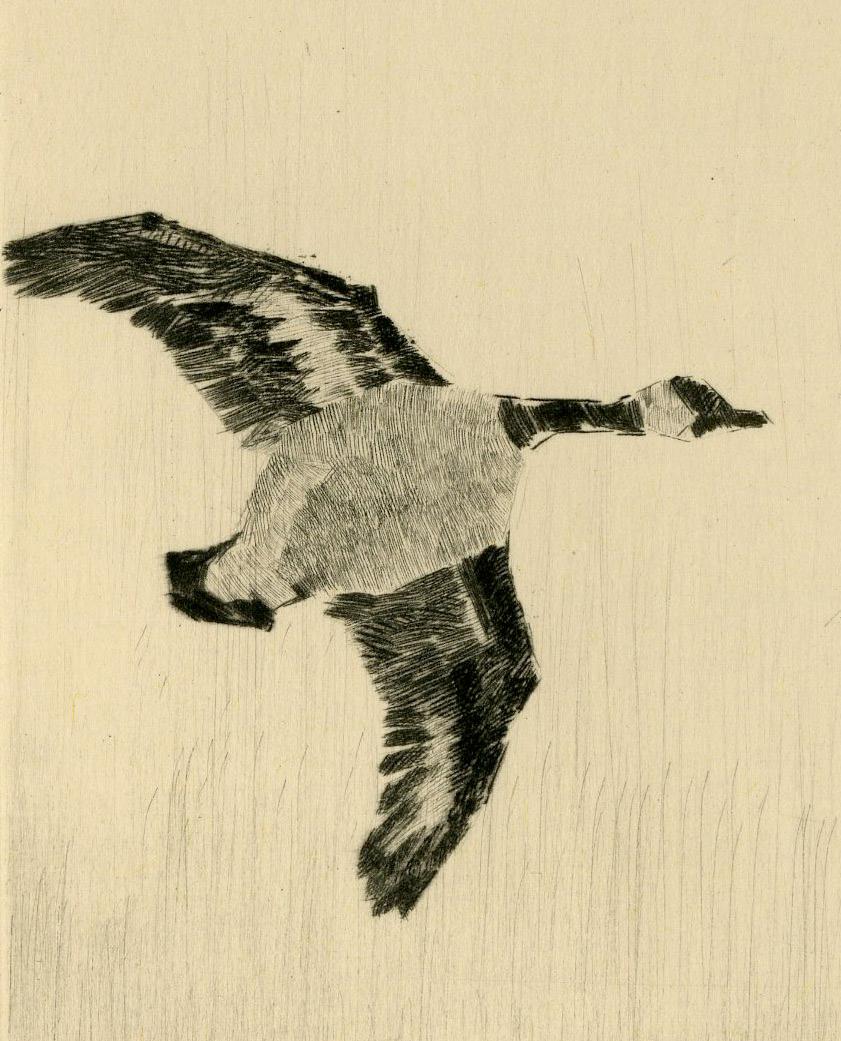 Canadian Geese in Flight - Beige Animal Print by Paul H. Winchell