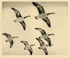 Oche canadesi in volo