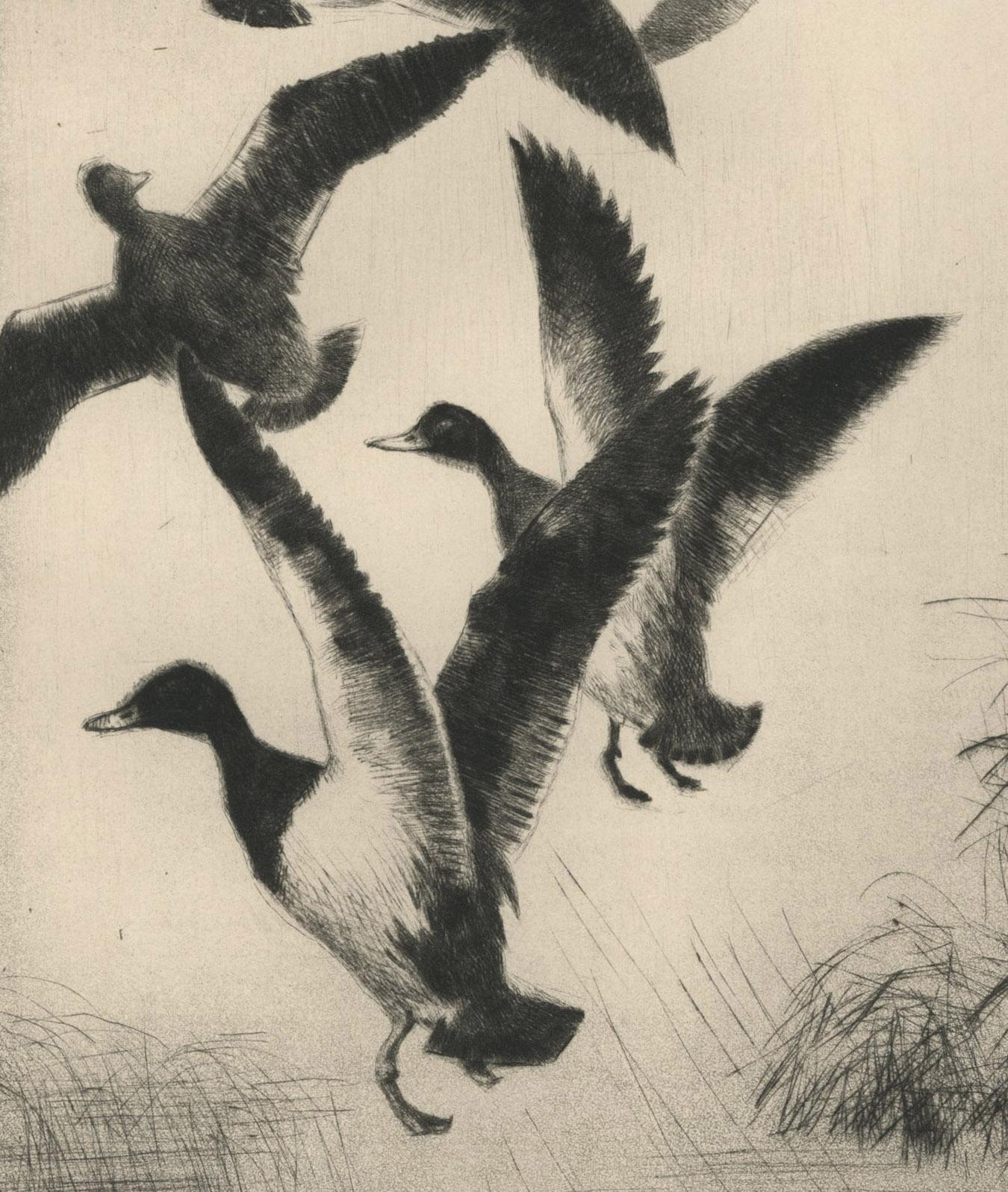 untitled (Duck taking to flight, flushed by a dog)
Drypoint & Aquatint, c. 1940
signed lower right
Created while the artist was a commercial artist working in Minneapolis, after his tenure of being an instructor at the Minneapolis Institute of Art