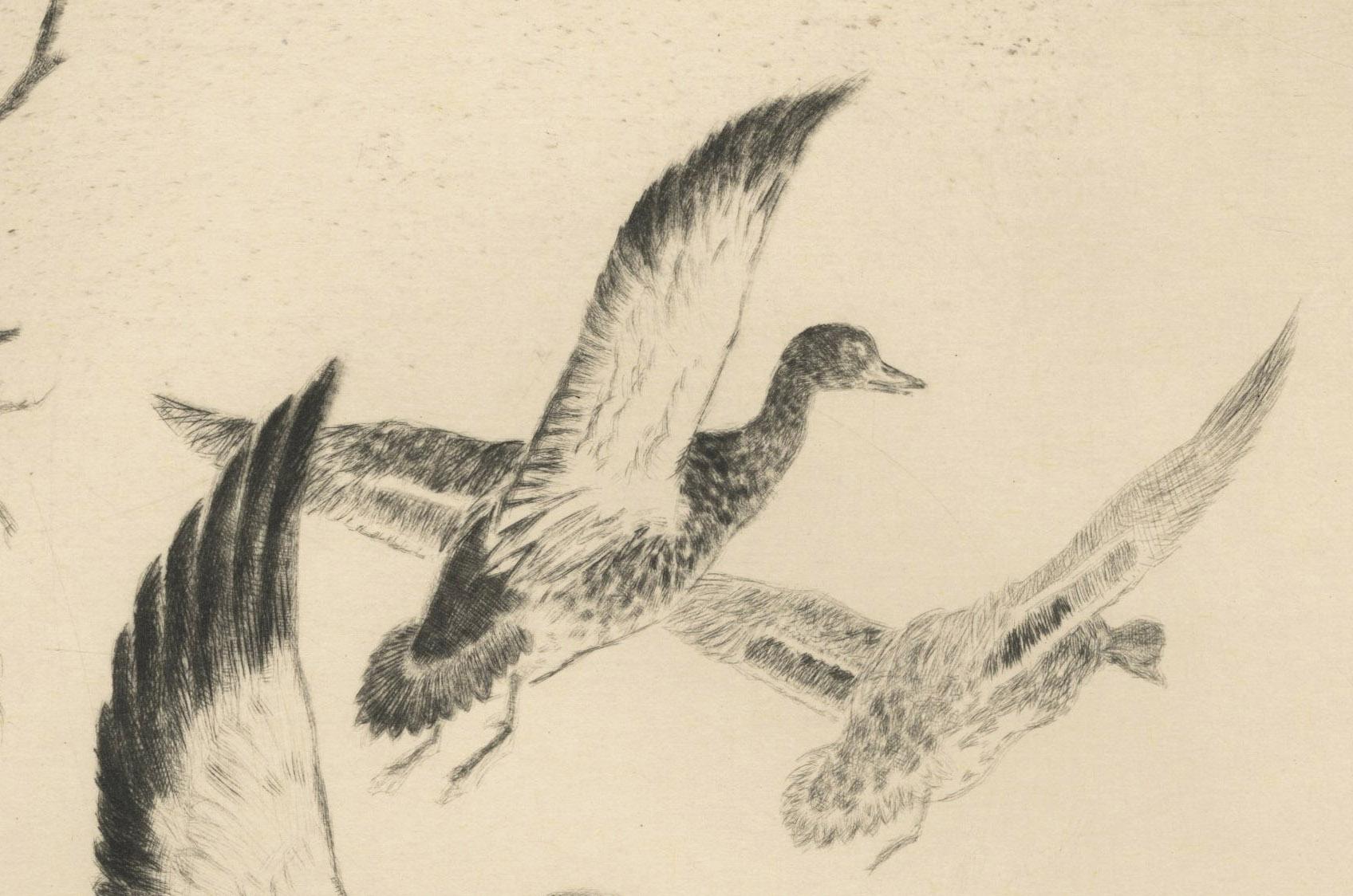 Ohne Titel (Drei Enten auf dem Weg zum Flug) (Amerikanischer Realismus), Print, von Paul H. Winchell