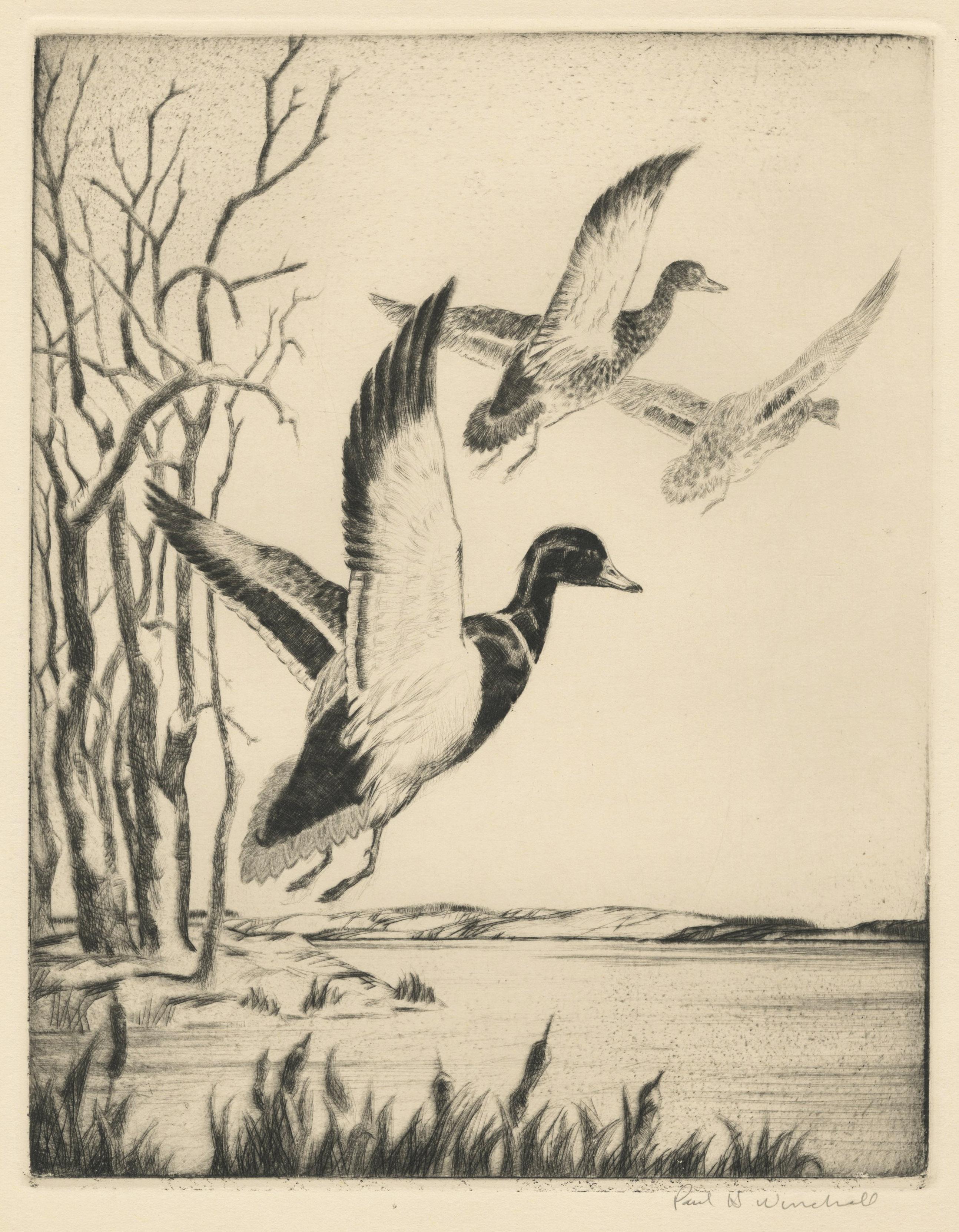 Paul H. Winchell Animal Print – Ohne Titel (Drei Enten auf dem Weg zum Flug)