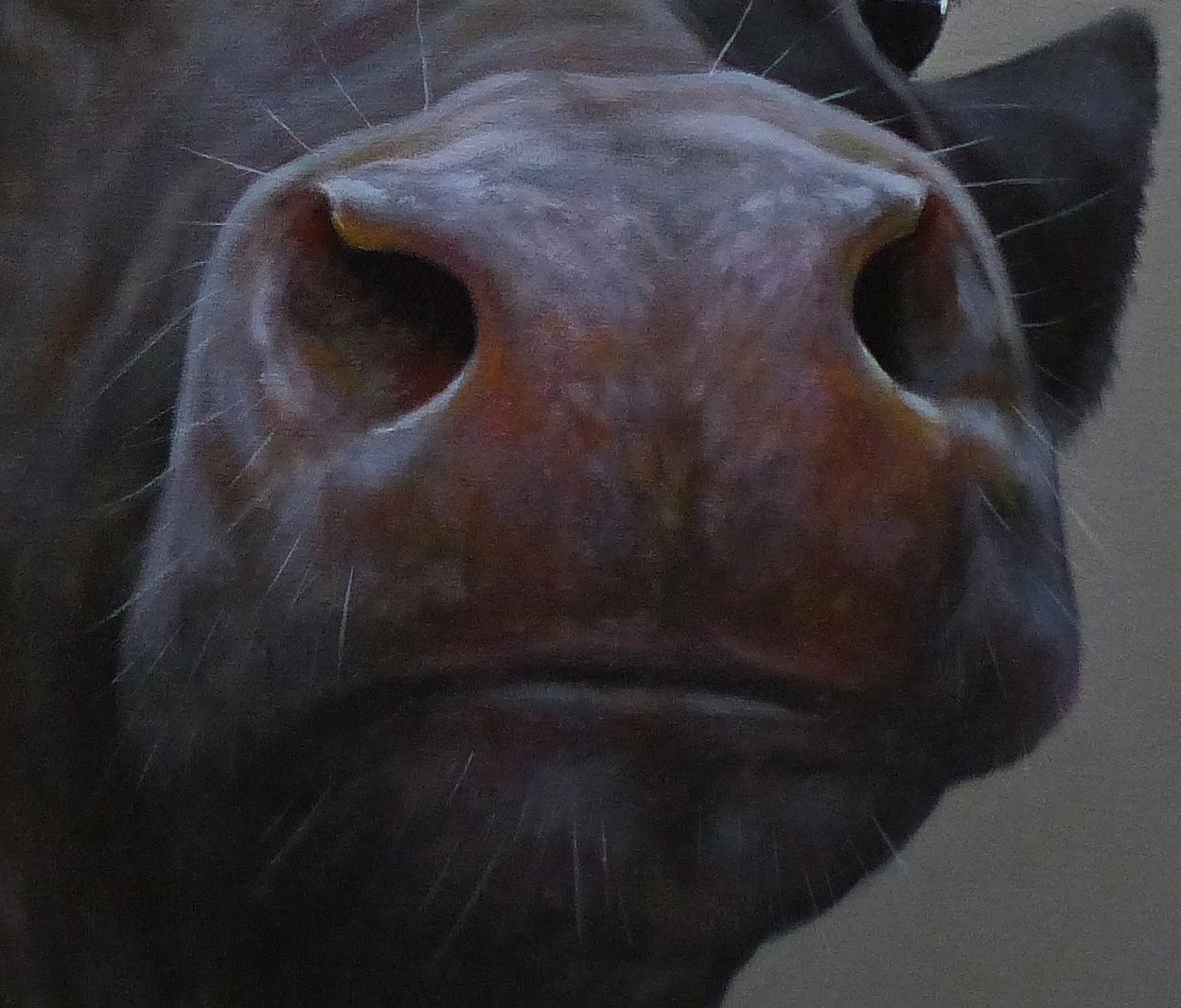 angus cow painting