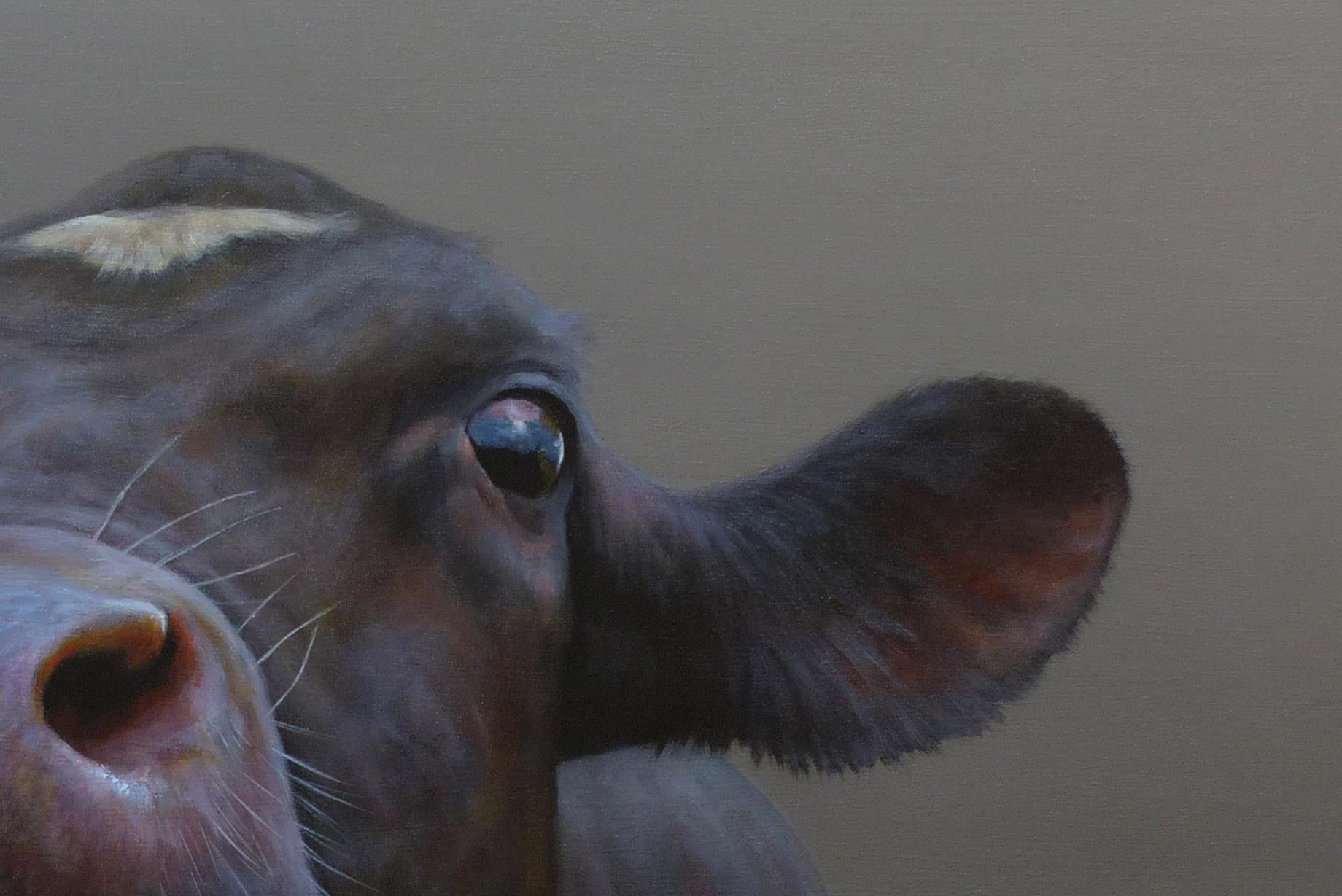 angus cow painting