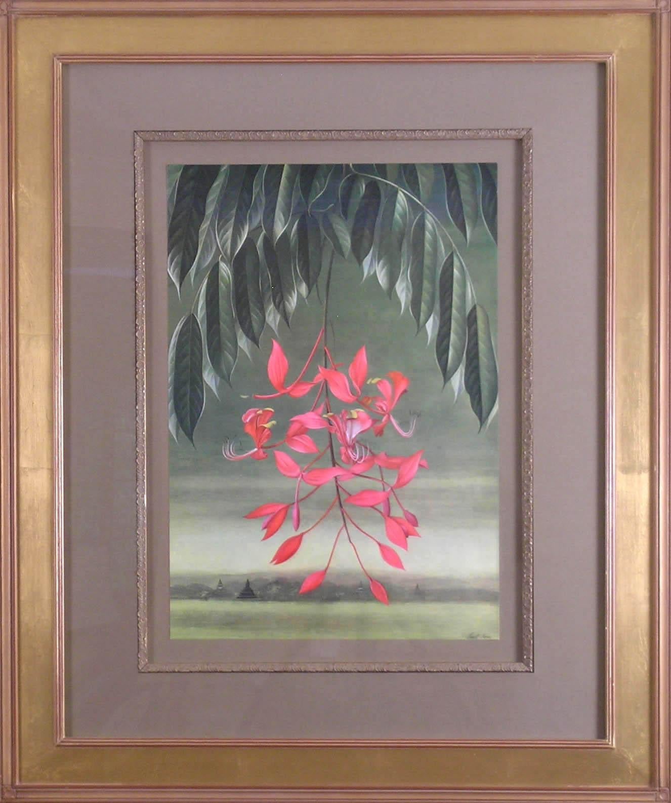 Amherstia nobilis  (Pride von Burma) im Angebot 1