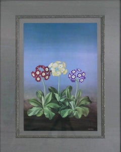 Auriculas  (Bears Ears)