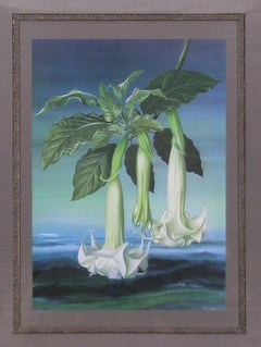 Datura Aborea (Angel's Trumpet)