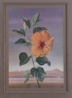 Hibiscus  (Chinese Rose)