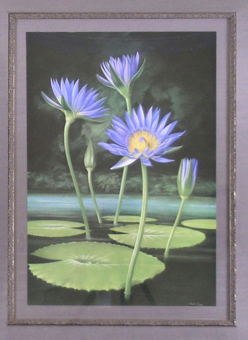 Nymphaea Capensis (Water Lily) - Academic Print by Paul Jones b.1921