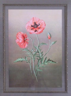 Papaver Orientalis   (Red Poppy)