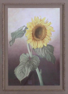 Sunflower (Healianthus Annus)