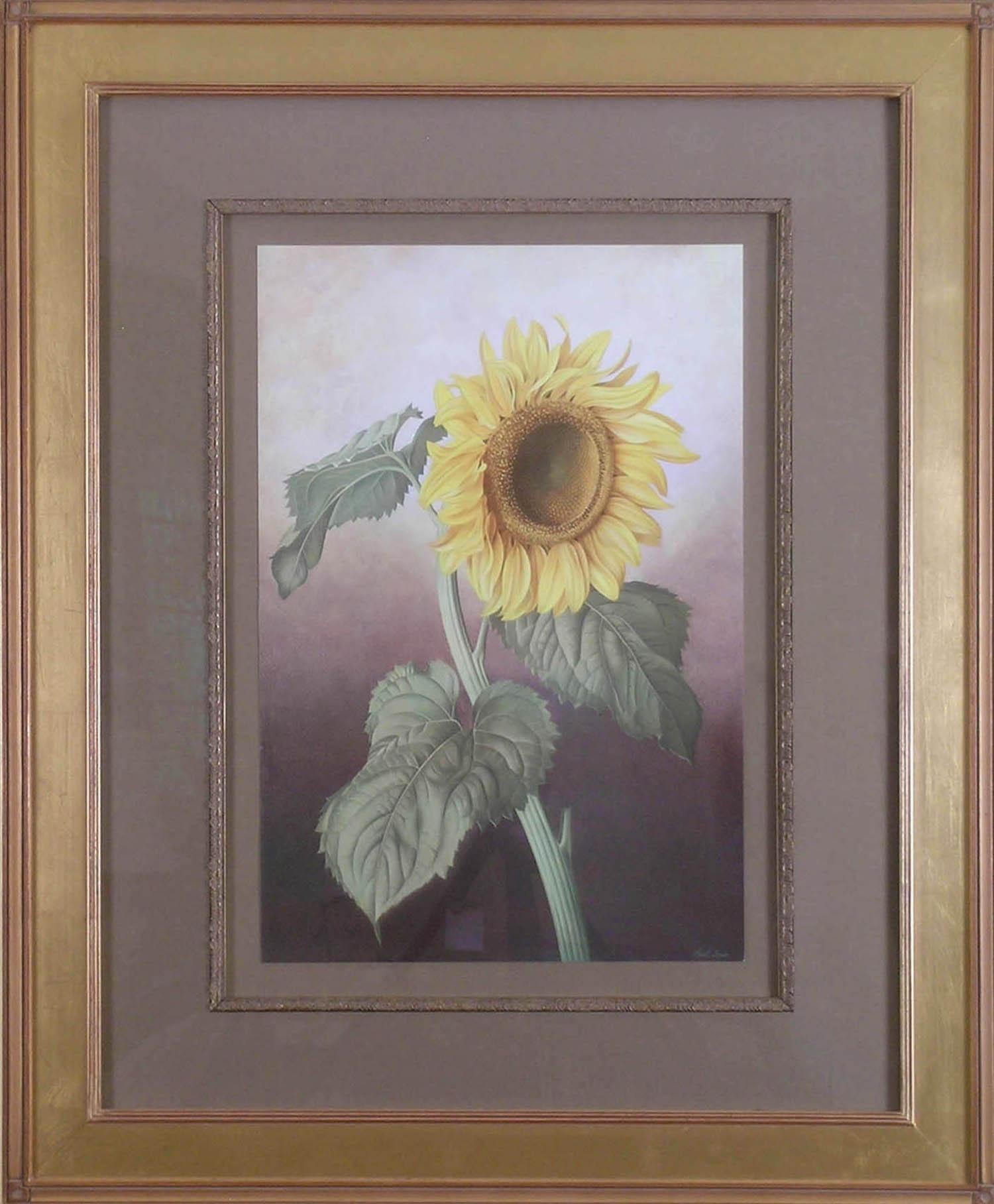 Sunflower (Healianthus Annus) - Academic Print by Paul Jones b.1921