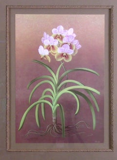 Vanda Sanderiana  (Whaling-Whaling Orchid)