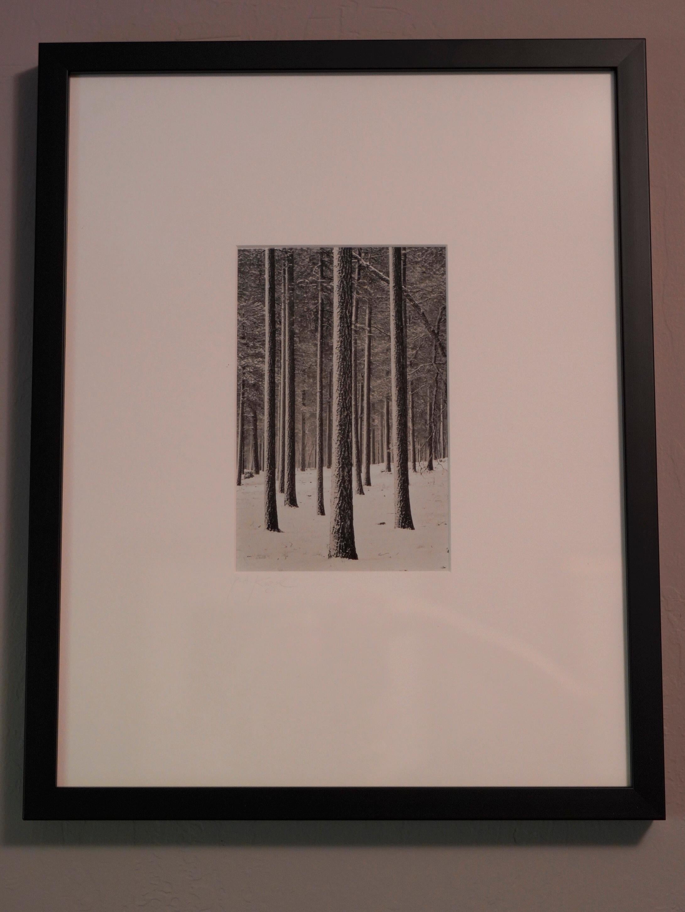 Pine Forest - Photograph by Paul Kozal