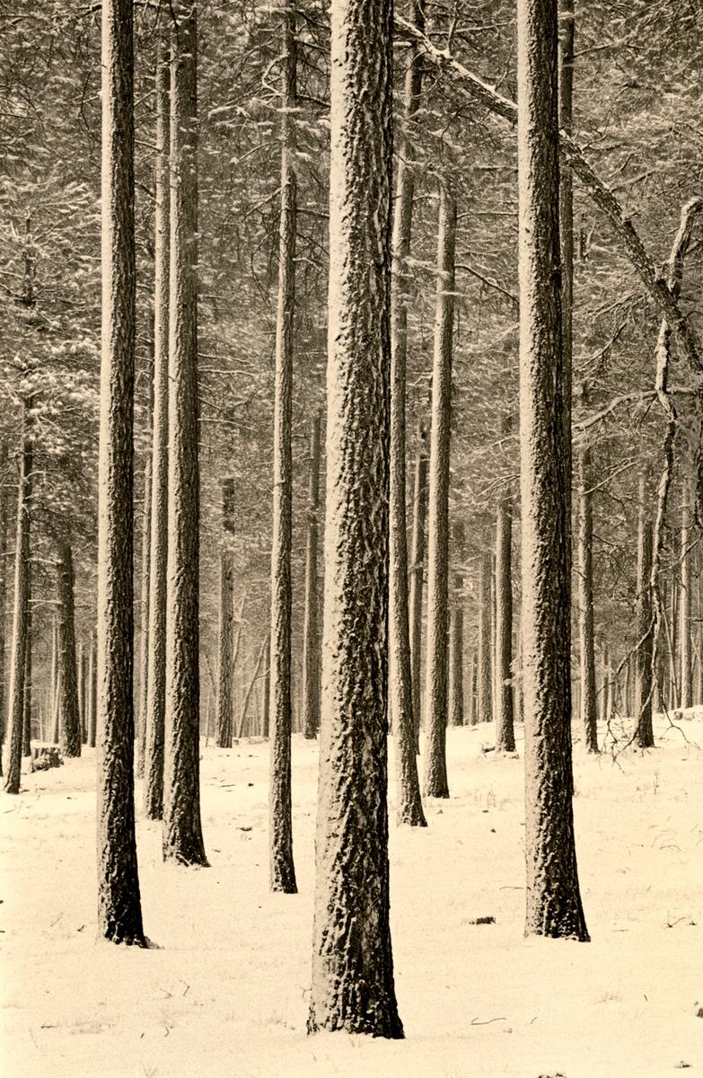 Pine Forest