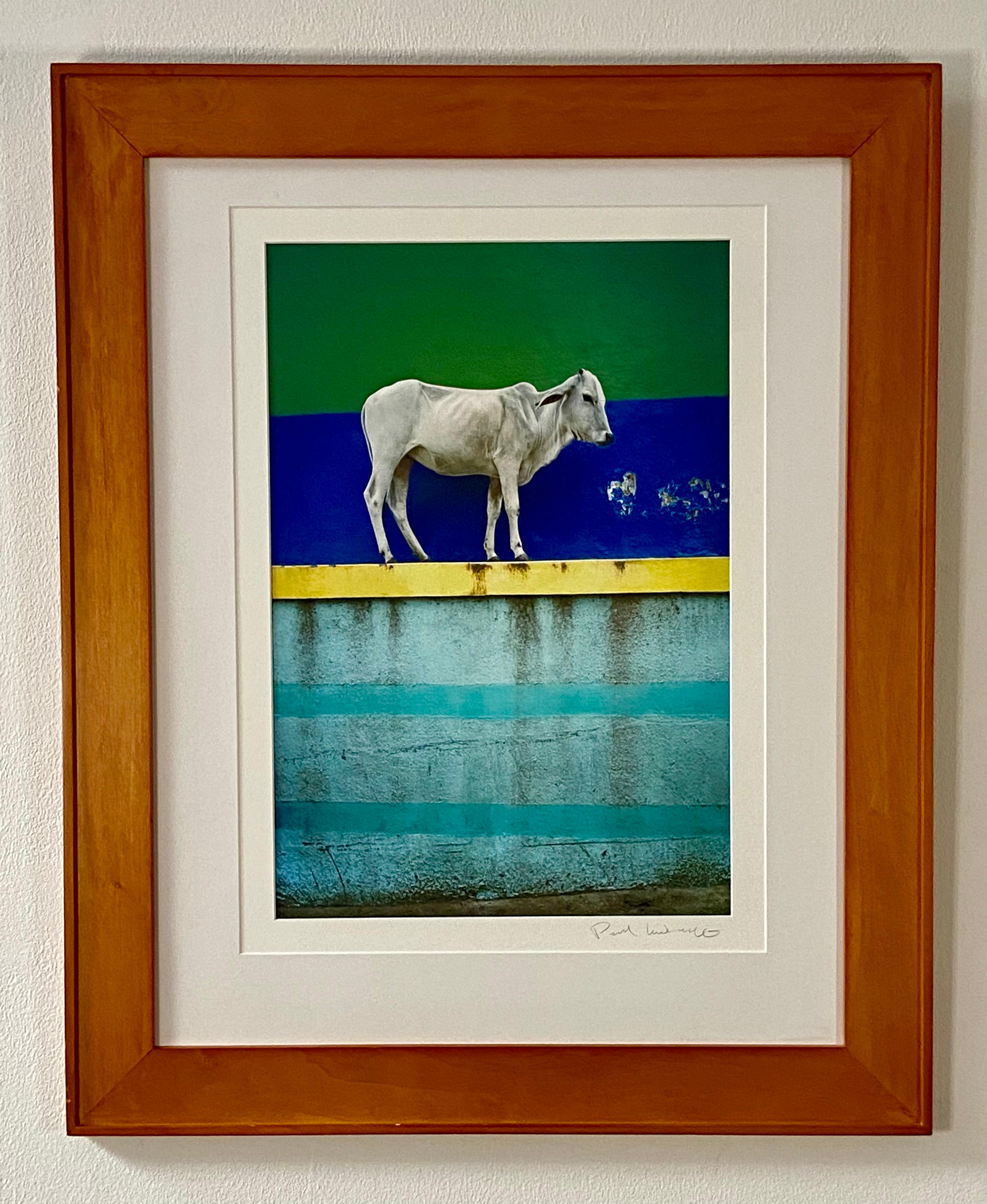 Vache sur le mur en vente 6