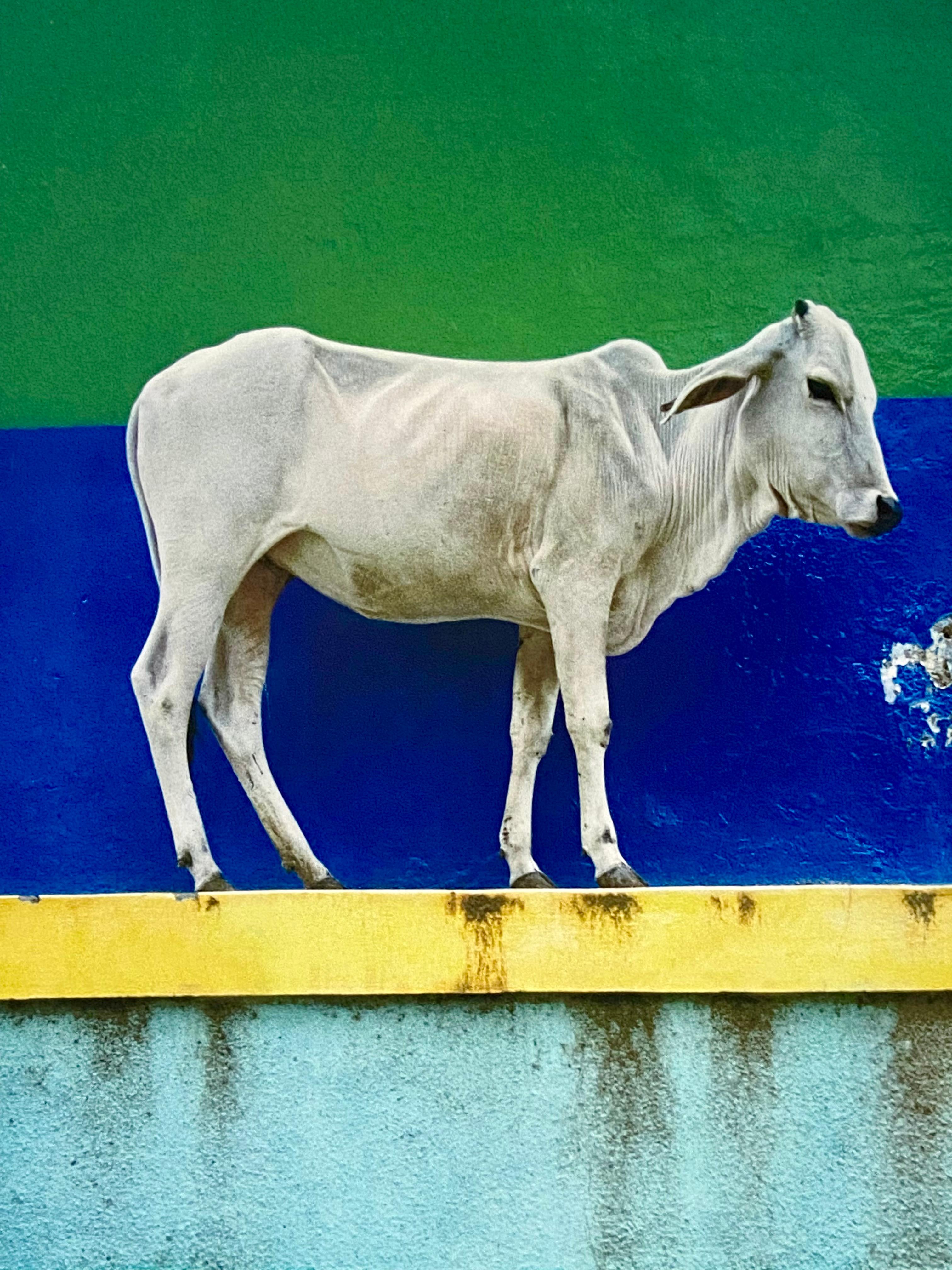 Paul Liebhardt
Vache sur le mur
Photographie
Dimensions encadrées : 33 1/4 x 27 1/4 pouces  (84.5 x 69.2 cm)
Dimensions de l'image : 21 x 14 1/4 pouces  (53.3 x 36.2 cm)