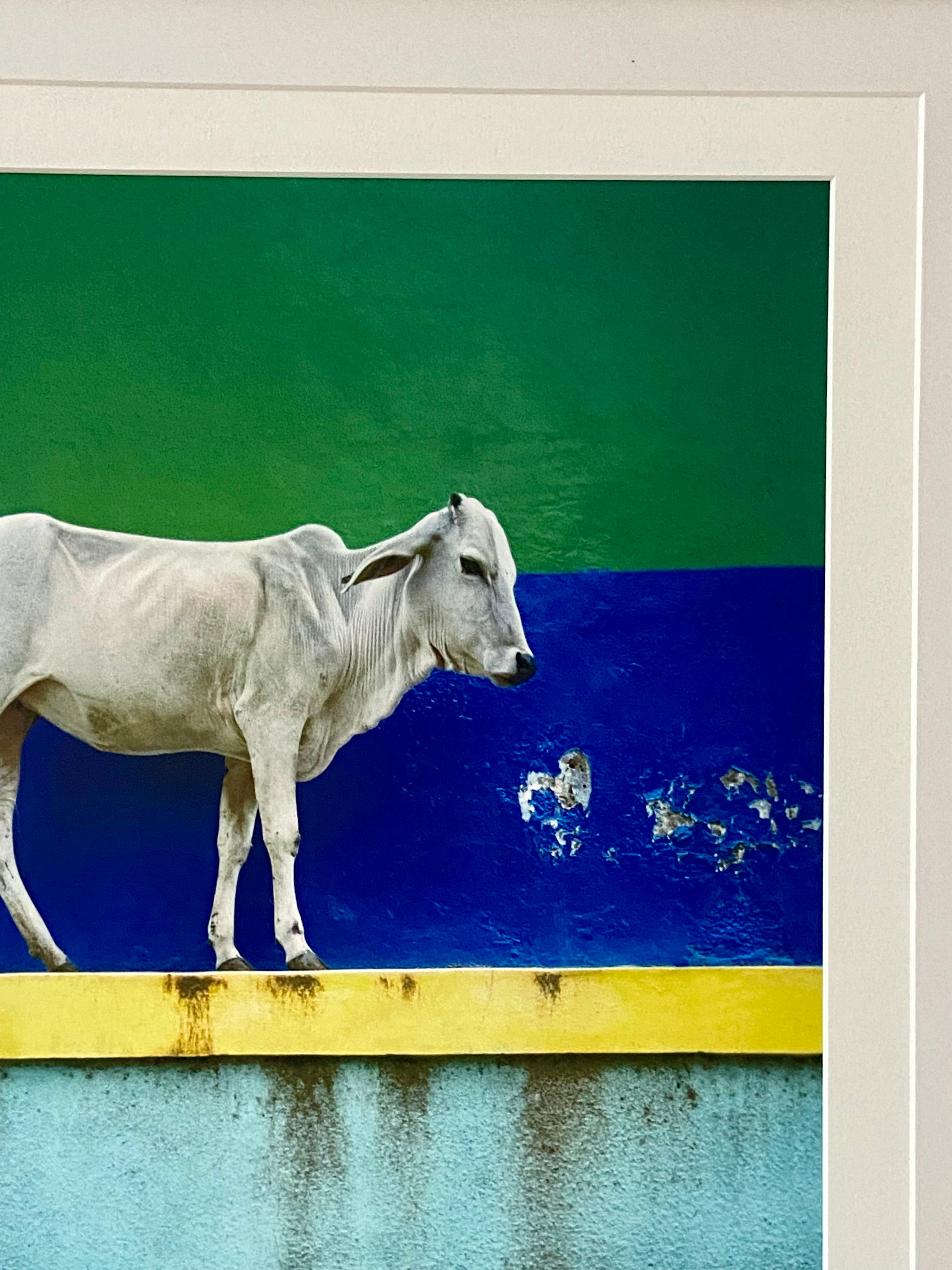 Vache sur le mur en vente 2