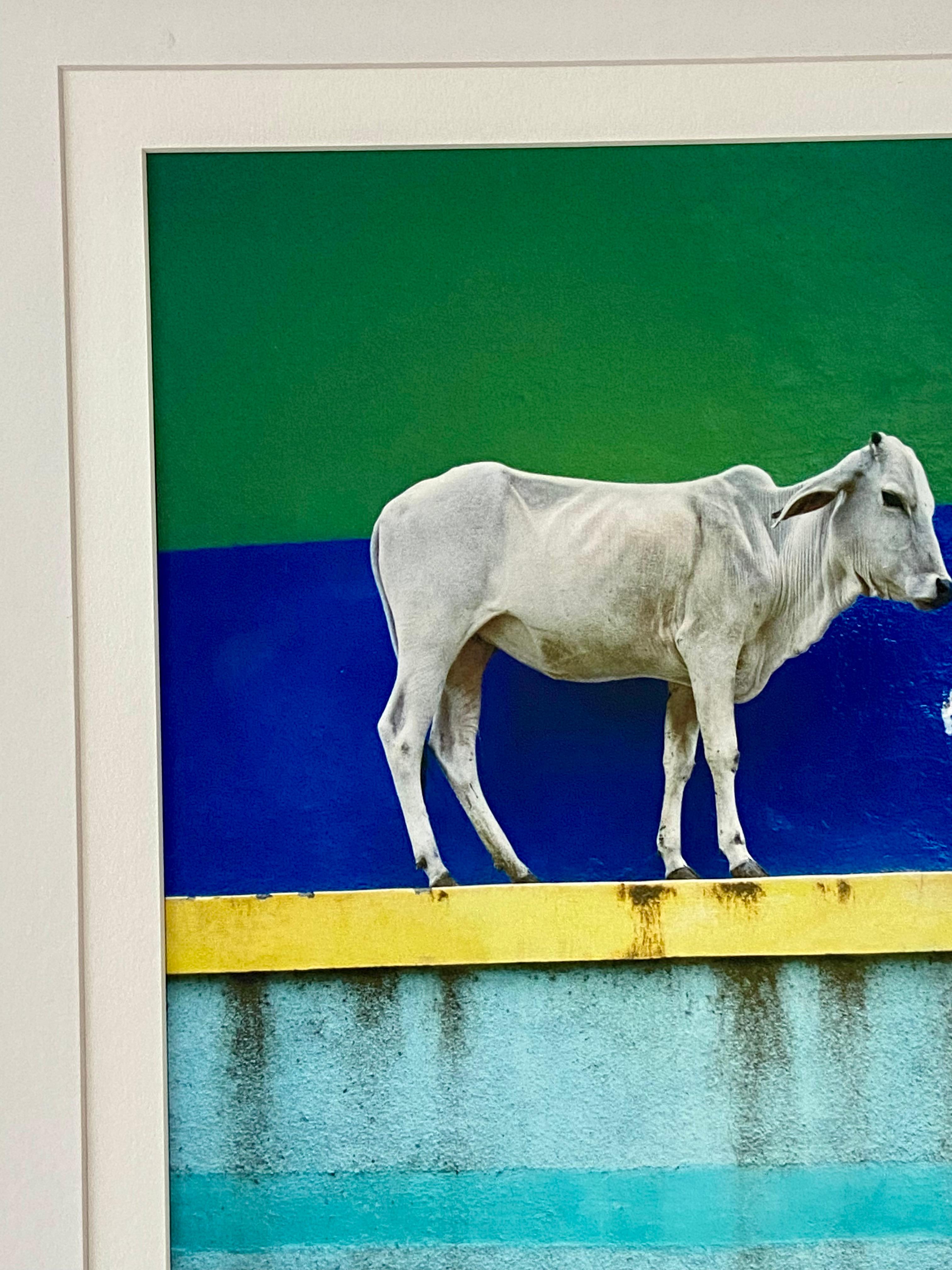 Vache sur le mur en vente 3