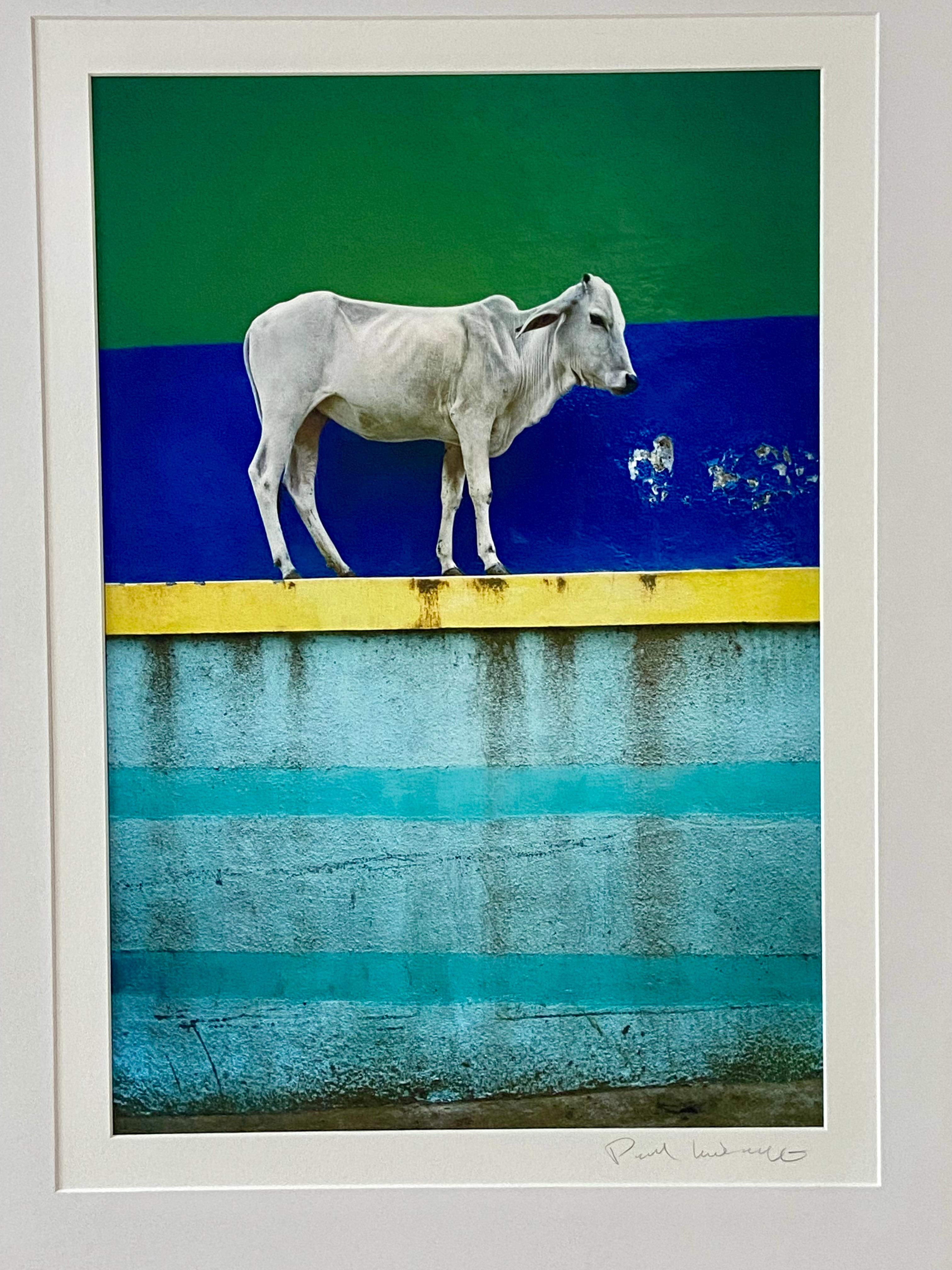 Vache sur le mur en vente 4