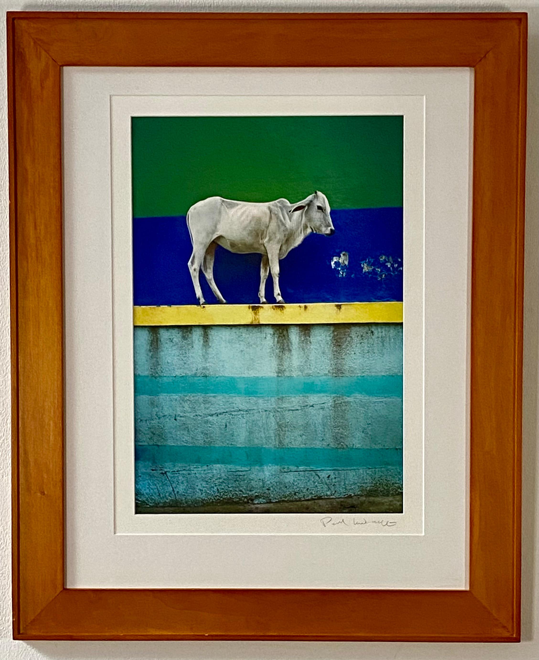 Mucca sul muro