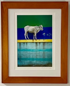 Vache sur le mur