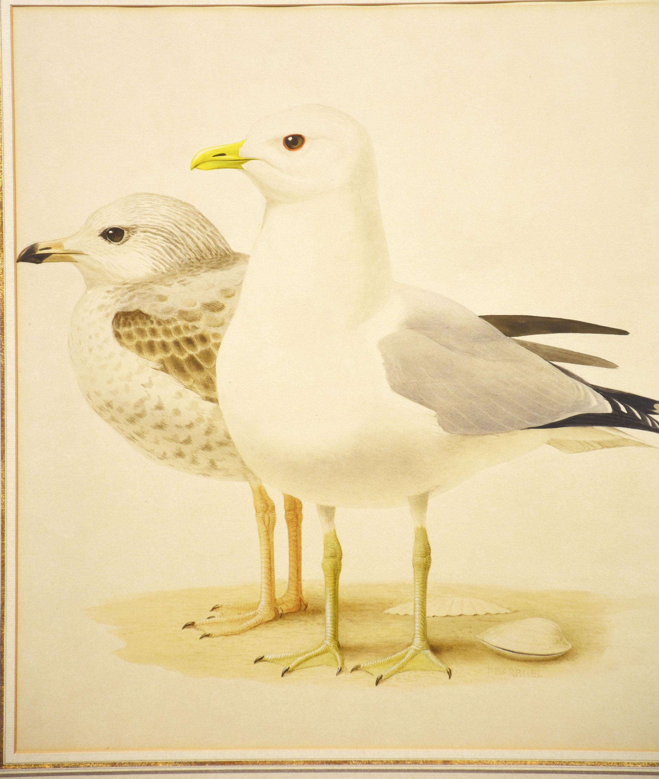 Watercolour on paper of a Seagull Signed Paul-Louis Barruel encased in ebonies frame.
Dimensions
Height 27 Inches
Width 22 Inches
Depth 1.5 Inches.