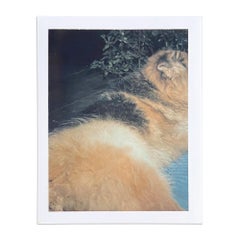 Paul McCarthy, Dog - Unique Polaroid, Hand-Signed, Contemporary Photography