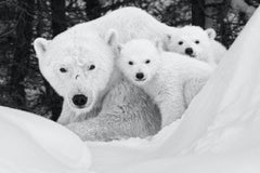 A Mother's Universe by Paul Nicklen - Polar Bears - Canada