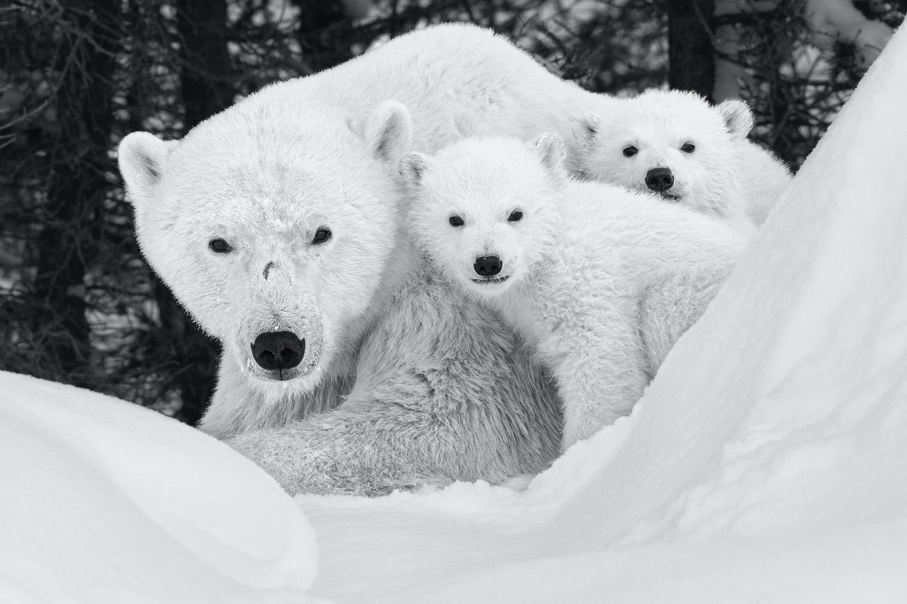 Paul Nicklen Black and White Photograph - A Mother's Universe