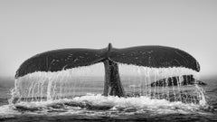 Arc of Grace by Paul Nicklen