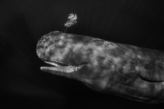 Ariel, Dominique par Paul Nicklen - Photographie contemporaine de la vie sauvage
