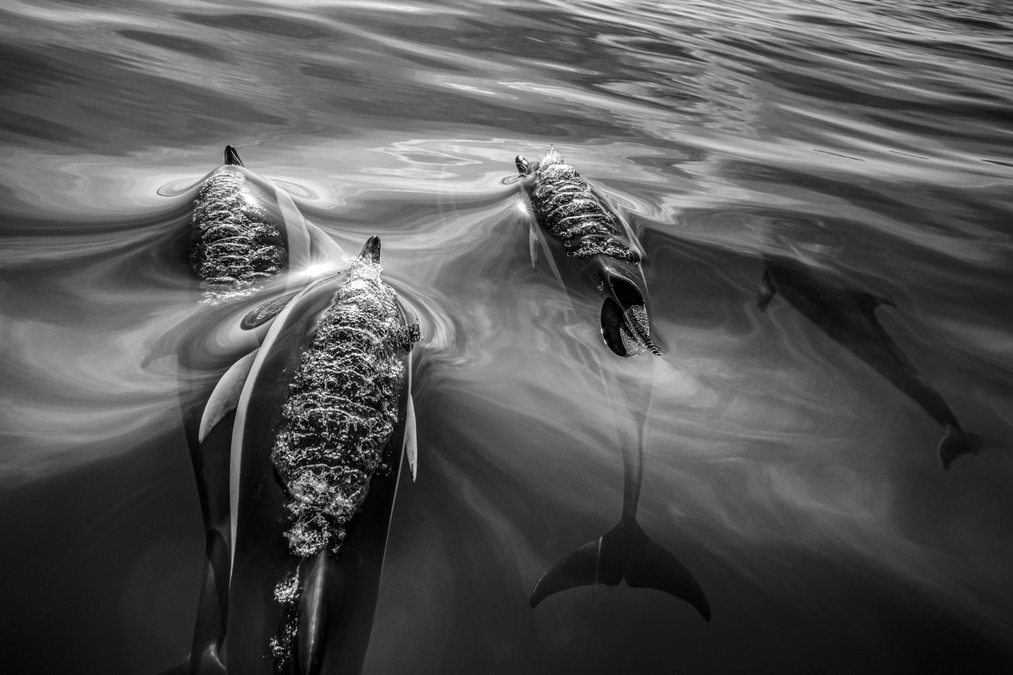 L'Ascension
Les Açores, 2018

24" x 36" / Edition de 20 - 3 500

Également disponible :
31" x 46.5" / Edition de 15 - $7,500
40" x 60" / Edition de 10 - $12,500 
60" x 90" / Edition de 7 - 17 500 

"Nous avons la mauvaise habitude de diminuer les