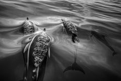 Ascension, the Azores by Paul Nicklen - Contemporary Wildlife Photography