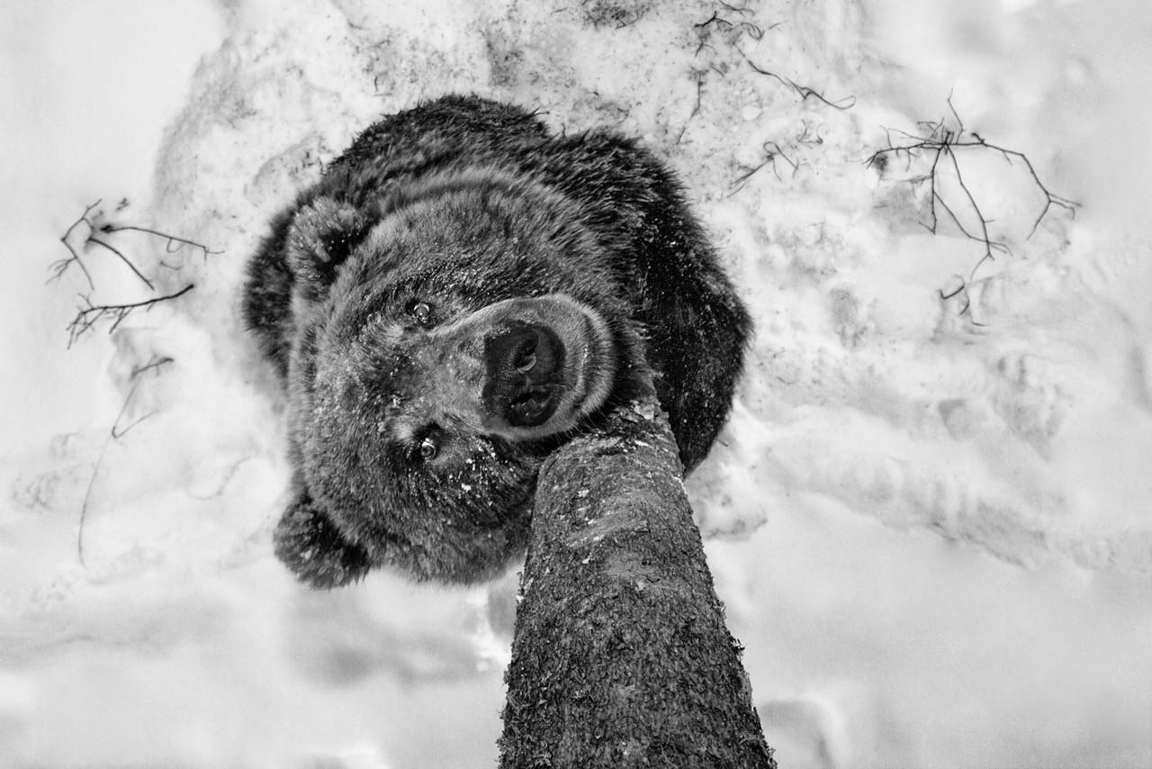 Paul Nicklen Black and White Photograph - Bear Scents