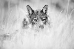 Catcher in the Rye, Canada by Paul Nicklen - Contemporary Wildlife Photography