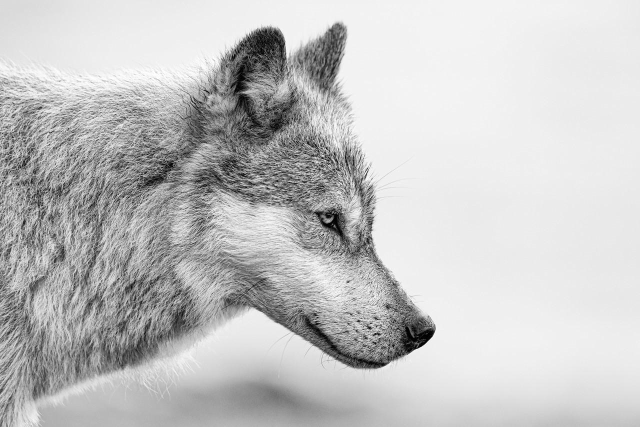 Paul Nicklen Black and White Photograph - Coastal Guardian