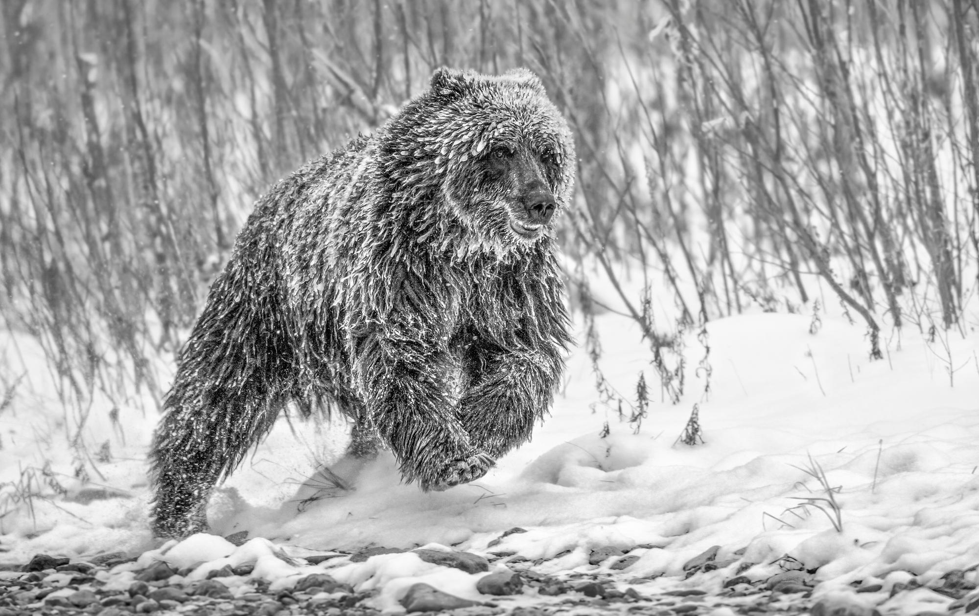 Black and White Photograph Paul Nicklen - Poursuite à froid