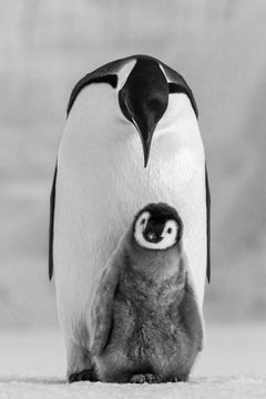Commitment, Antarctica de Paul Nicklen - Penguin