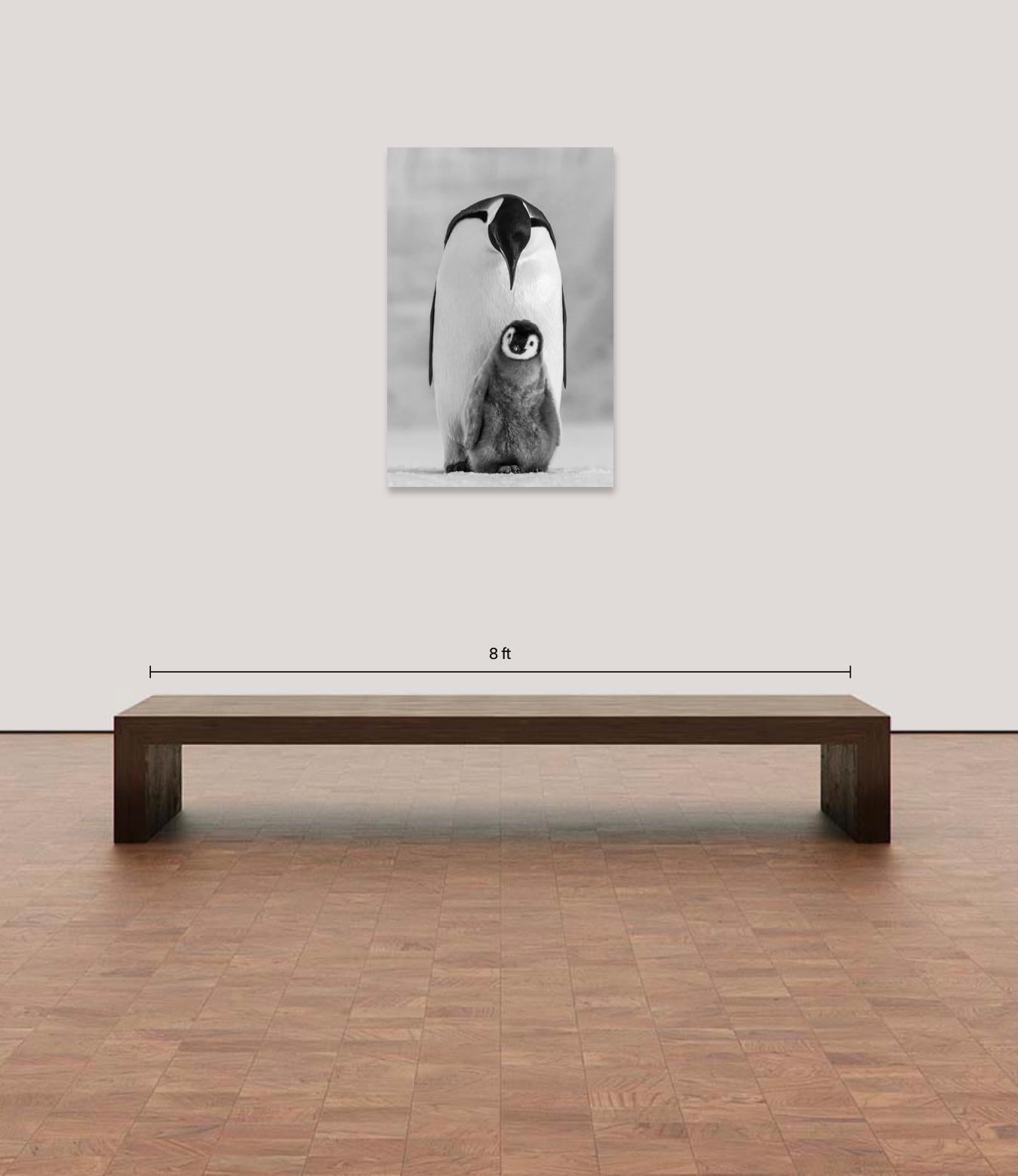 Commitment - Paul Nicklen For Sale 1