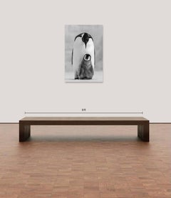 Compromiso, Antártida de Paul Nicklen - Penguin