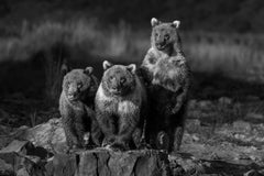 Cub Club, Alaska by Paul Nicklen - Contemporary Wildlife Photography