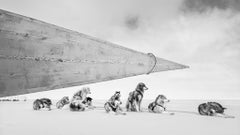 Dog Days of Winter, Qaanaaq by Paul Nicklen - Contemporary Wildlife Photography